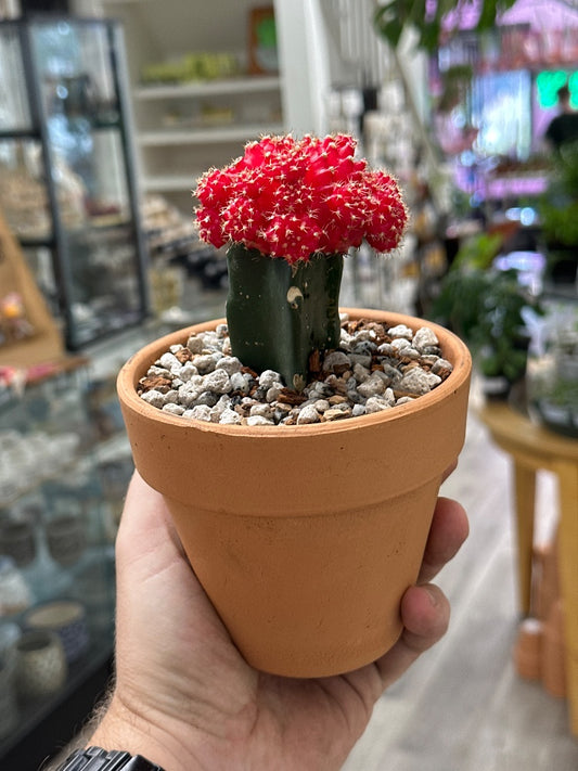 Gymnocalycium mihanovichii 'Moon Cactus Red' (#564460161381)