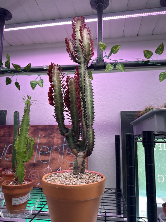 Euphorbia trigona 'Ruba' (#151733348425)