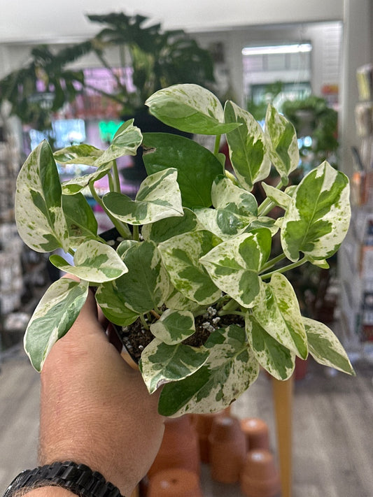 Epipremnum aureum 'Pearls and Jade' (#111845097321)