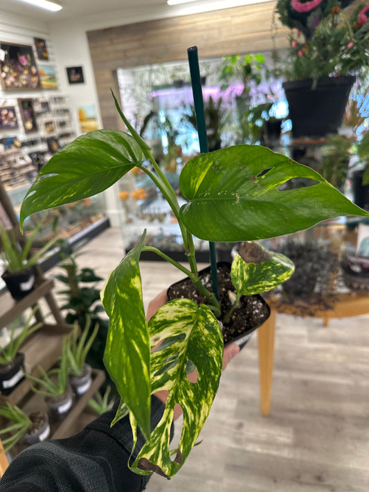 Epipremnum Aureum 'Yellow Sunrise' (#172190087)