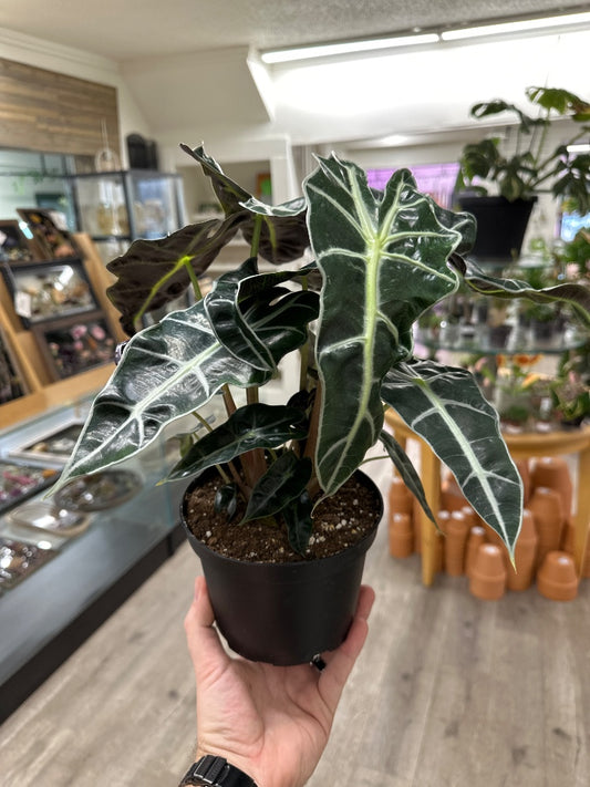 Alocasia polly (#645996406246)