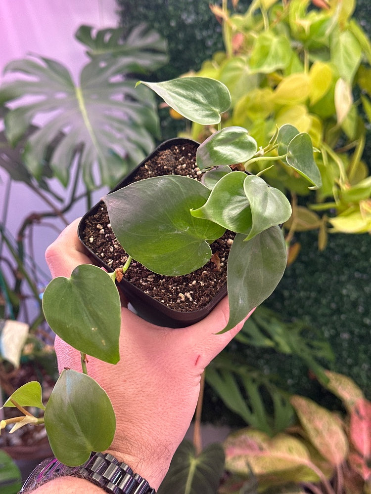 Philodendron hederaceum 'Heartleaf' (#034005004608)