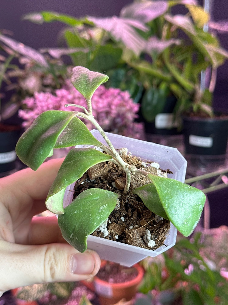 Hoya isabelchanae (#904103412948)