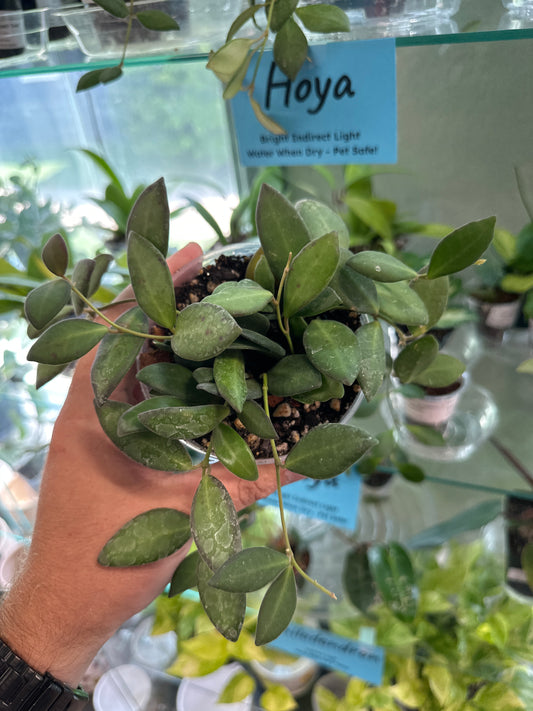 Hoya Bilobata [ID #22376818]