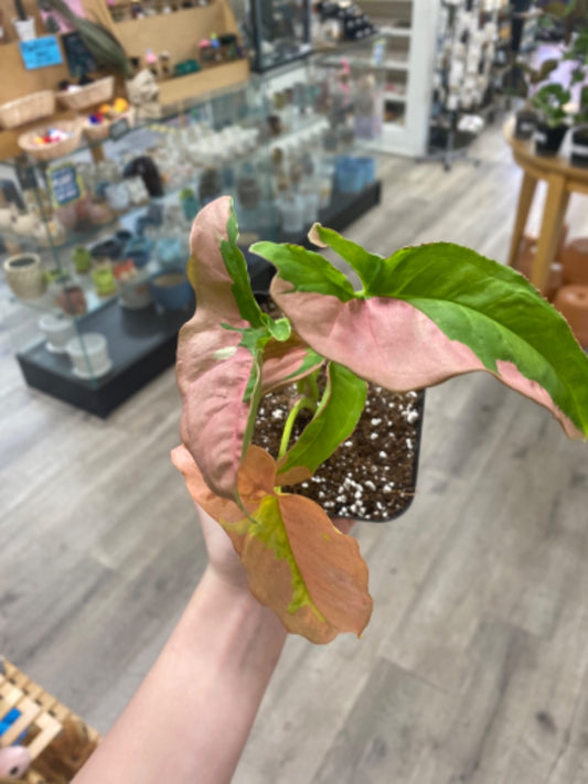 Syngonium podophyllum 'Pink Lava' (#242789158194)