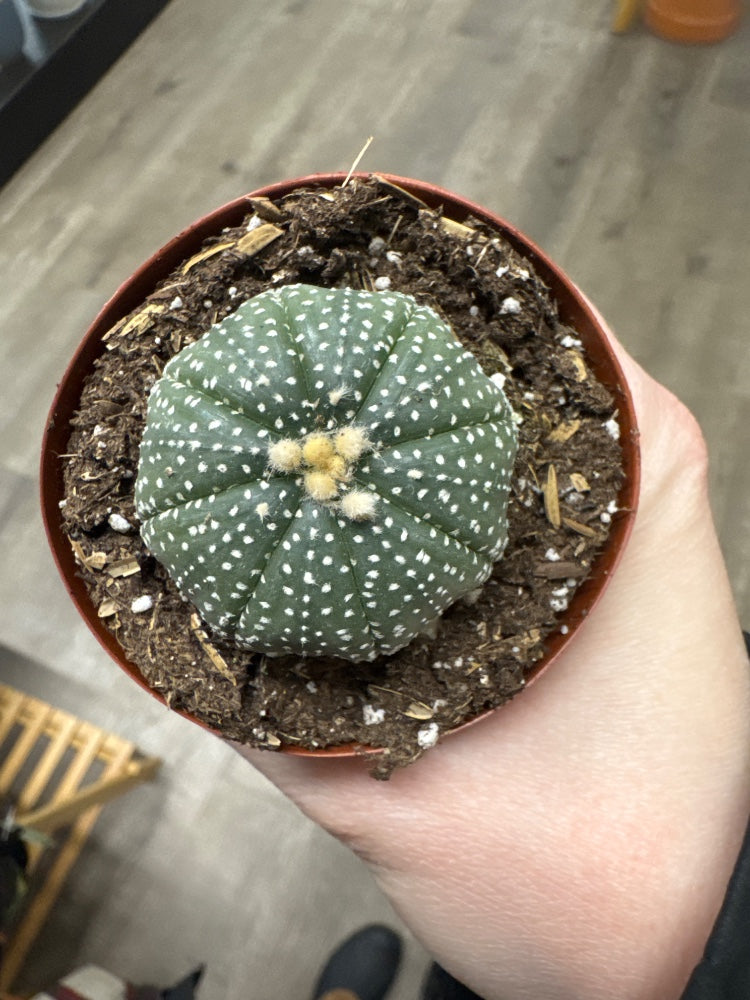 Astrophytum asteria (#063570863859)