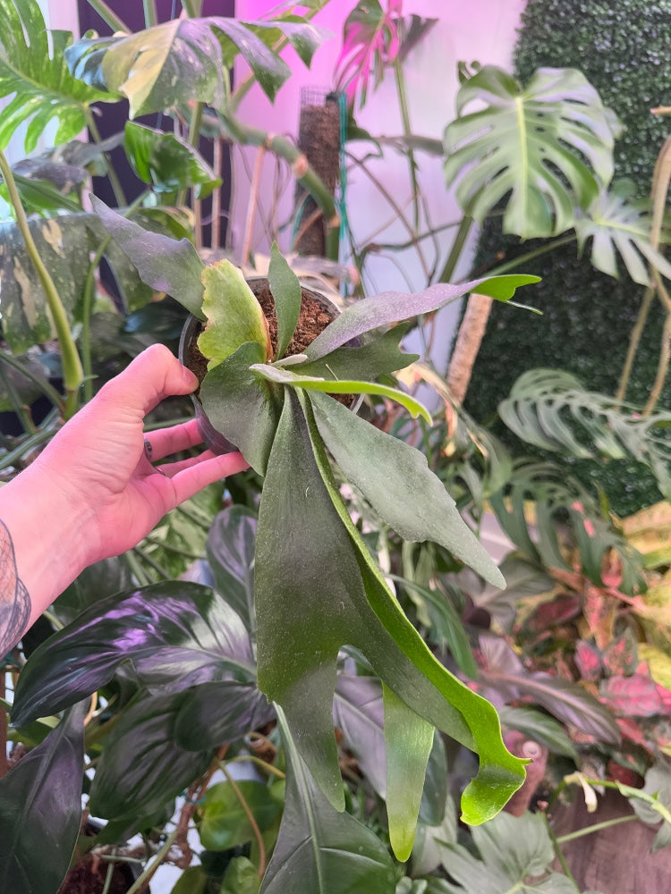 Platycerium bifurcatum 'Staghorn Fern' (#972245097857)