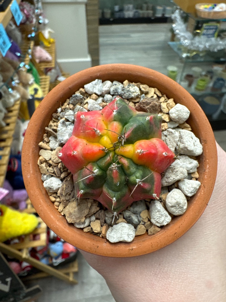 Gymnocalycium mihanovichii 'Hybrid' (#810842425893)