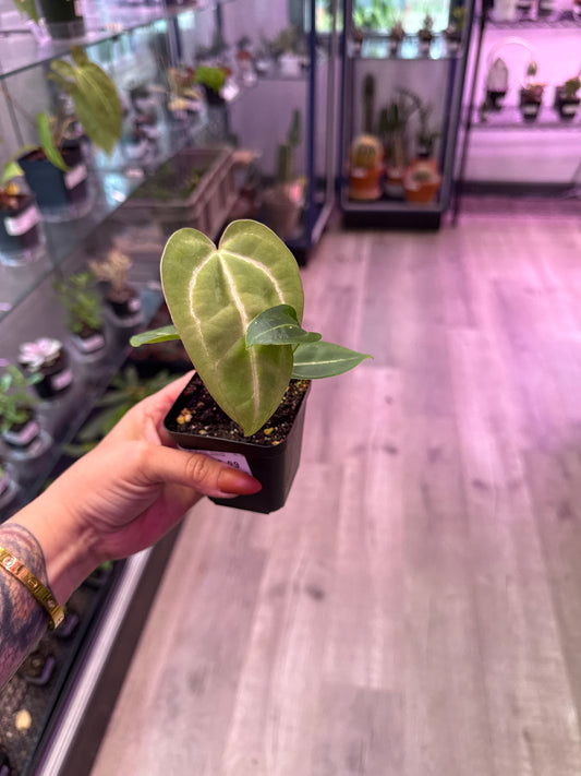 Anthurium Cv. 'noID' (#691753518)