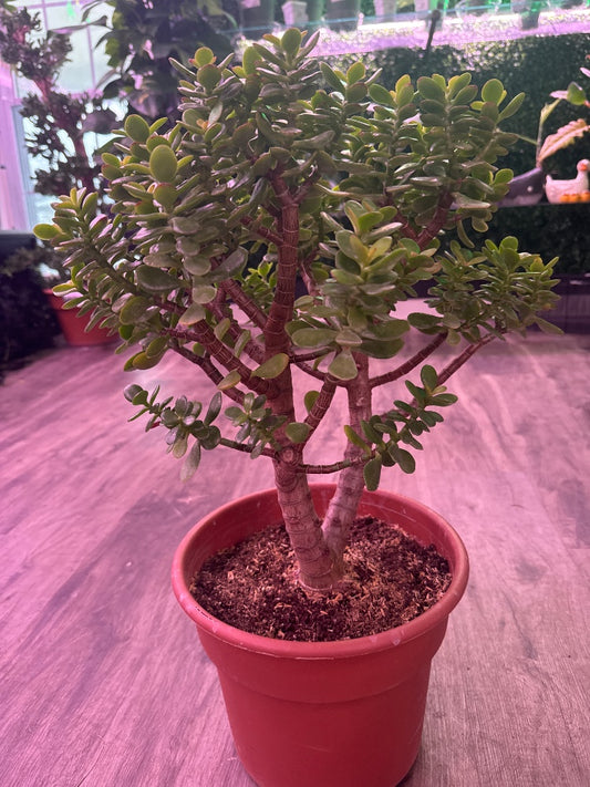 Crassula ovata 'Jade Tree' (#203371496039)