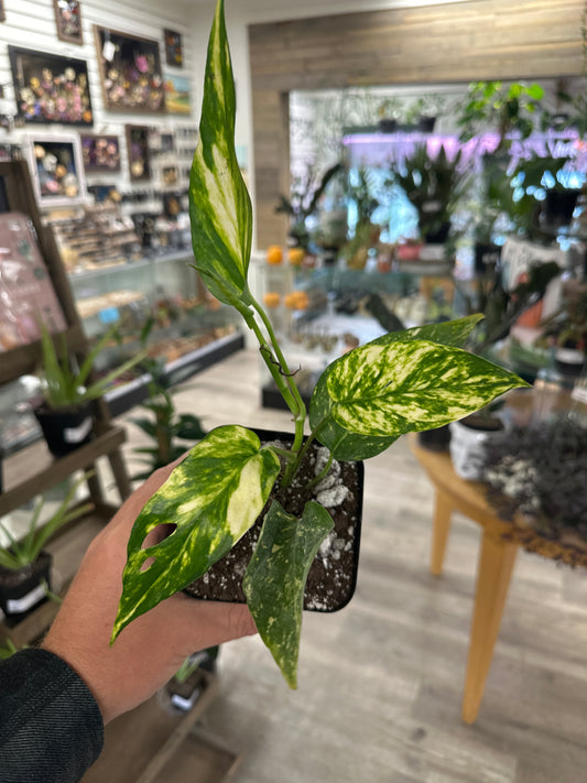 Epipremnum Aureum 'Yellow Sunrise' (#553449771)