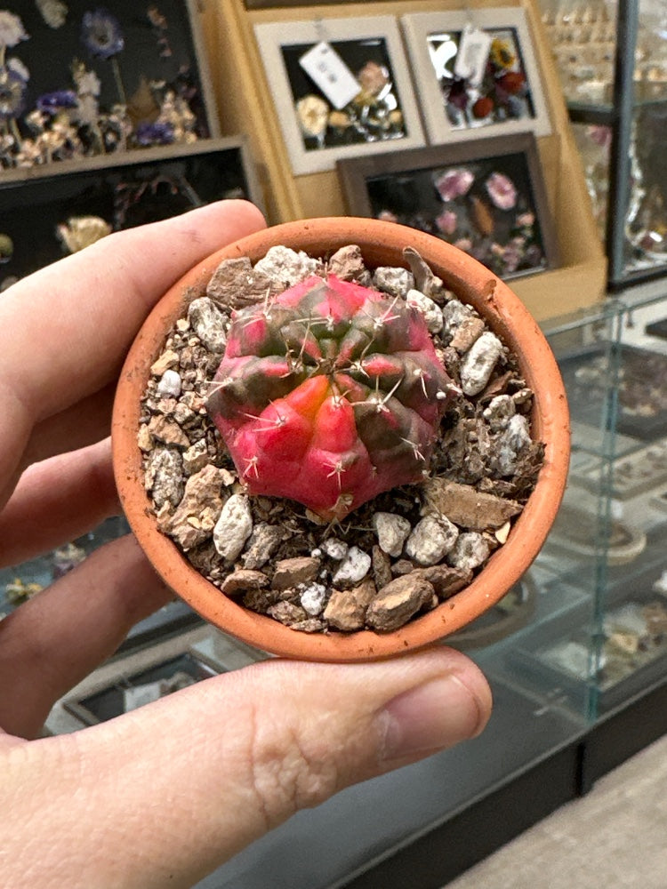 Gymnocalycium mihanovichii 'Hybrid' (#267663814975)