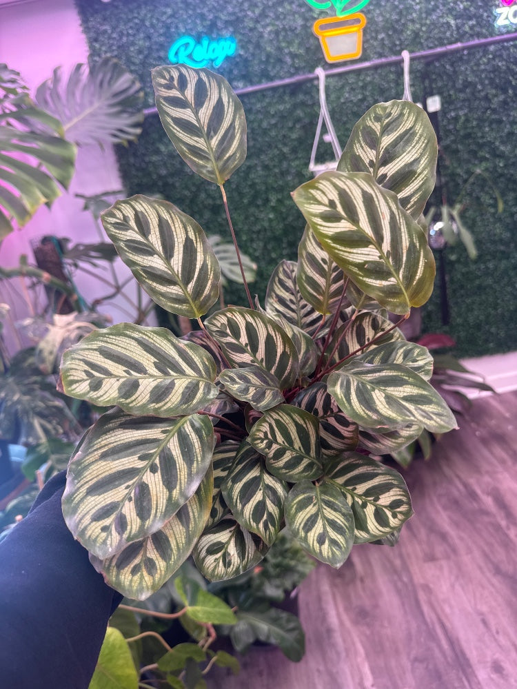 Calathea makoyana 'Peacock Plant' (#450945230219)