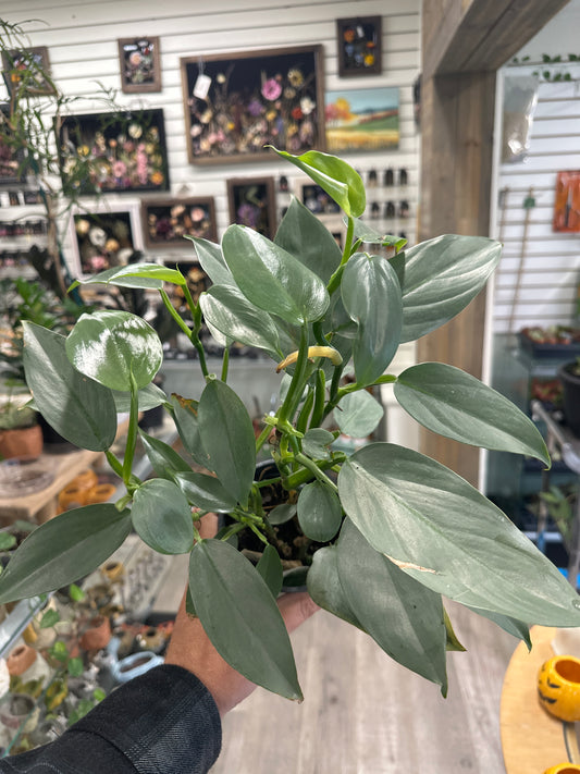 Philodendron Hastatum 'Silver Sword' (#916305614)