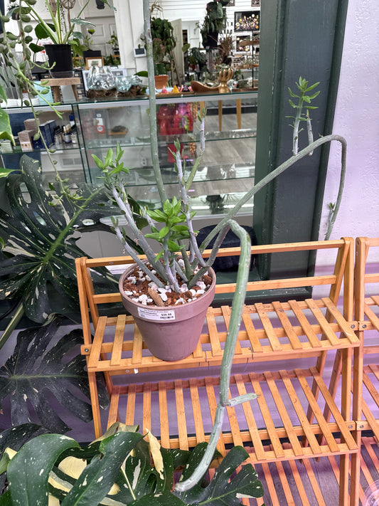 Senecio Anteuphorbium 'swizzle sticks' (#850137368)