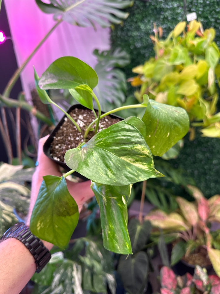 Epipremnum aureum 'Golden Pothos' (#116435924098)