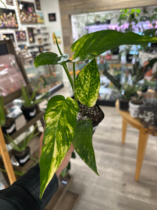 Epipremnum Aureum 'Yellow Sunrise' (#381276000)