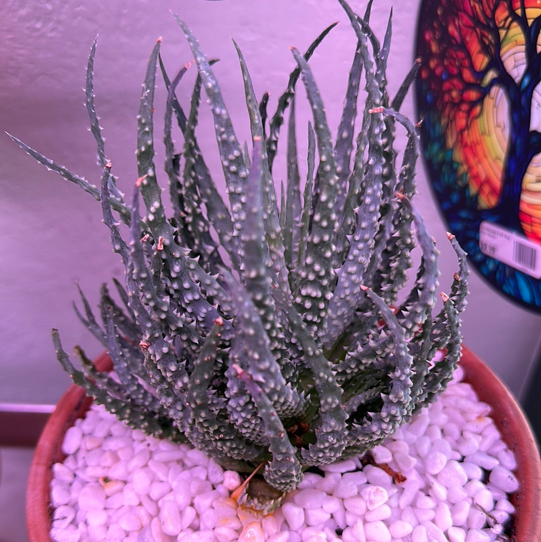 Aloe humilis 'Spider Aloe' (6" Clay Pot) [ID #94060744645]