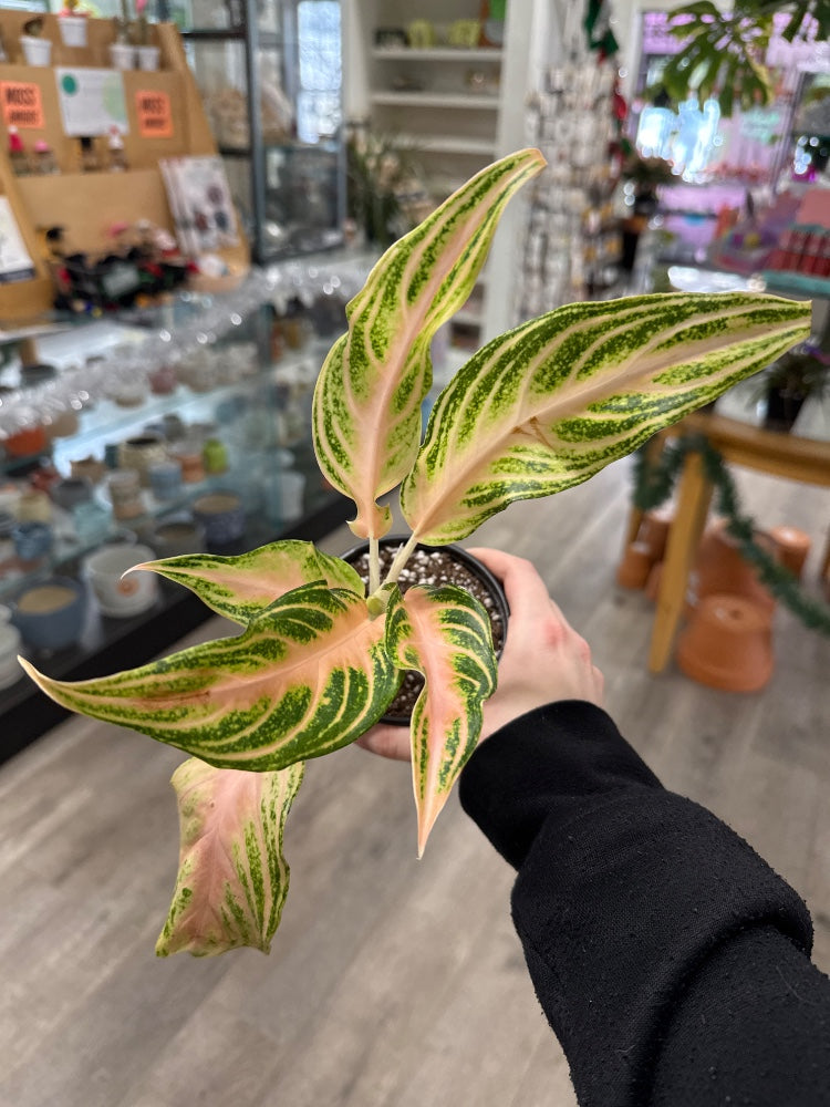 Aglaonema cv. 'Pink Panama ' (#833702241890)