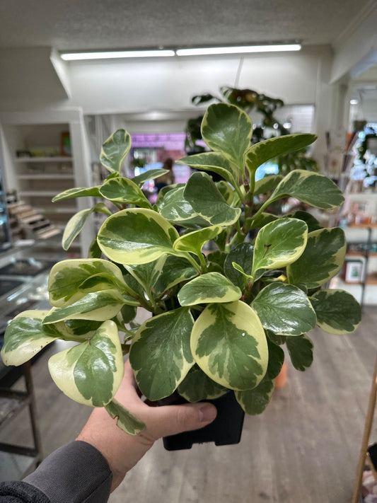 Peperomia obtusifolia 'Var' (#599079356465)