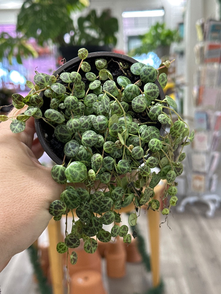 Peperomia prostrata 'String of Turtles' (#862297317732)