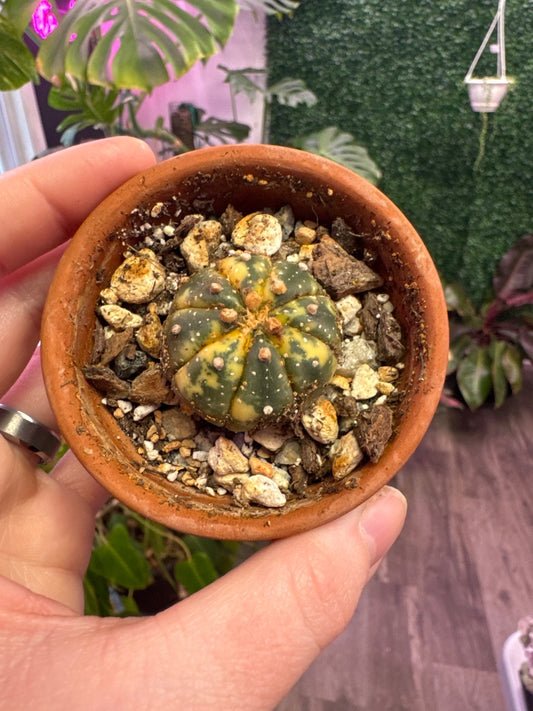 Astrophytum asteria 'Varie' (#664464941241)