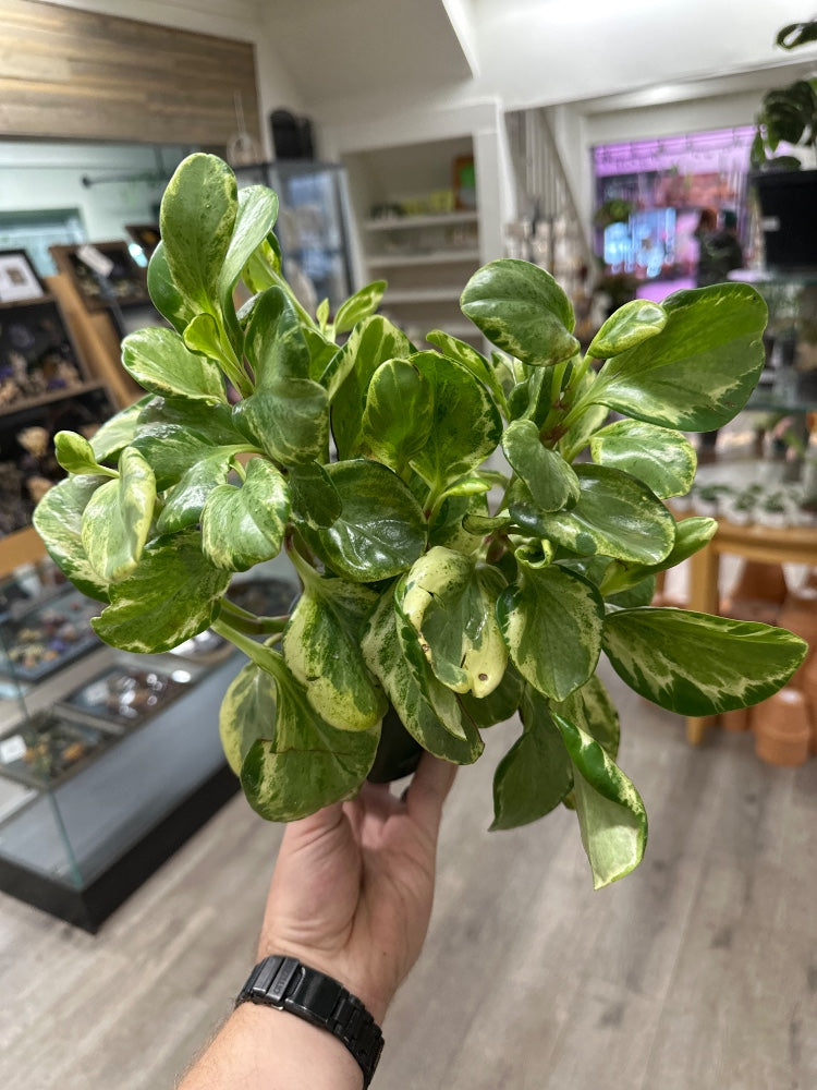 Peperomia obtusifolia 'Golden Gate' (#330761732934)