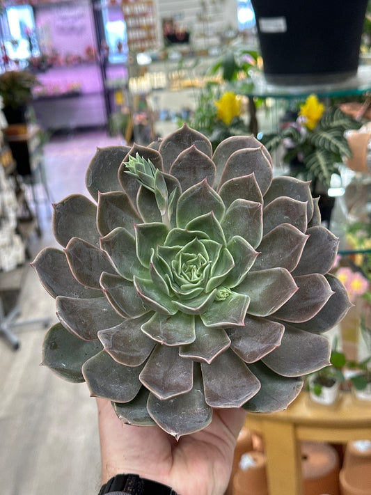 Echeveria cv. 'Costa' (#914618684067)