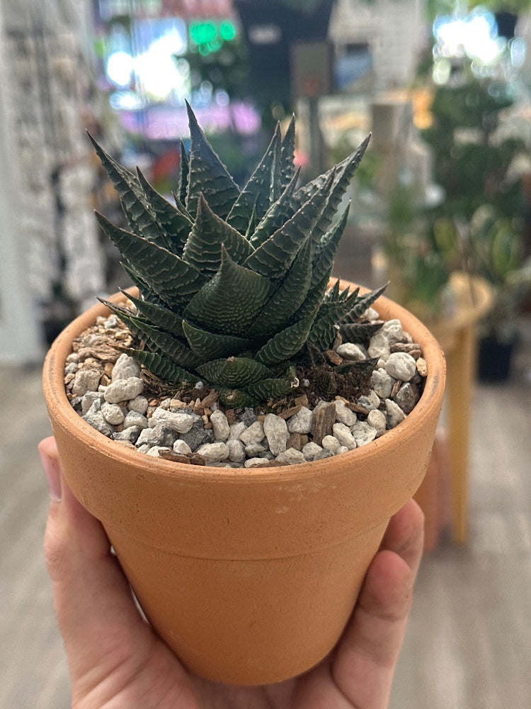 Haworthia limifolia (#581896451264)