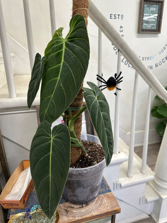 Philodendron melanochrysum (#426183181681)