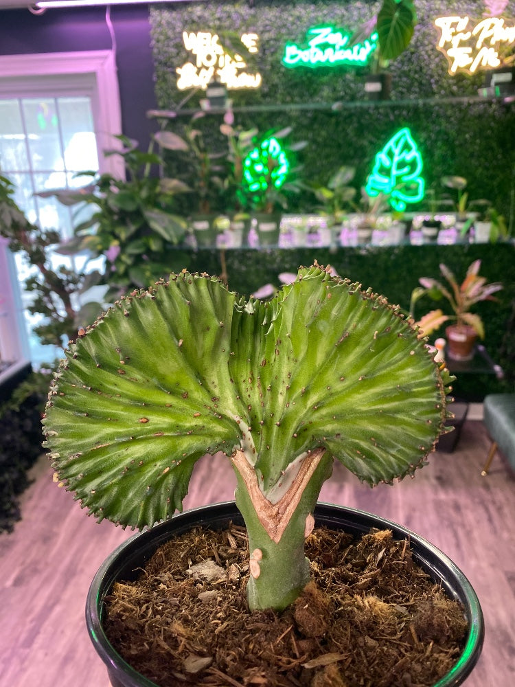 Euphorbia lactea 'Mermaid Tail Green' (#620188520825)