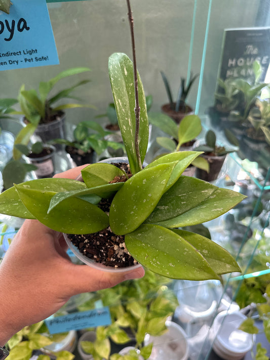 Hoya pubicalyx [ID #81999549]