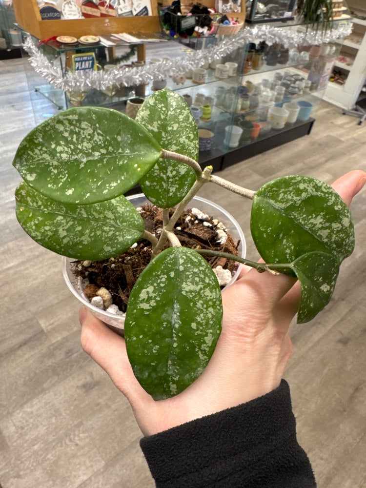 Hoya carnosa 'Stardust Splash' (#988169921404)