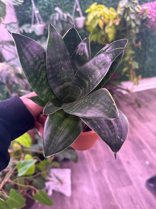 Sansevieria sp. (#293275972146)