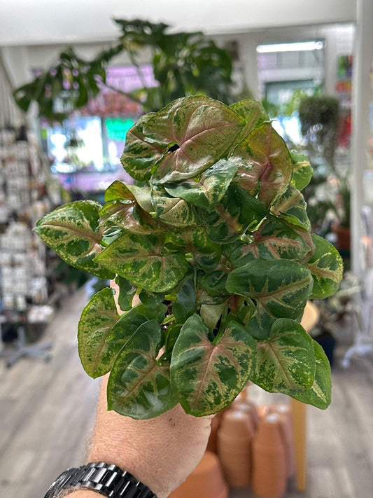 Syngonium podophyllum 'Christmas' (#017074017303)