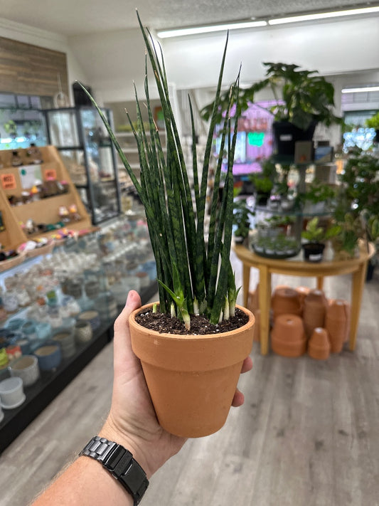 Sansevieria cylindrica 'Fernwood' (#209926413139)