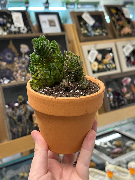 Crassula cv. 'Buddhas Temple' (#731042373076)