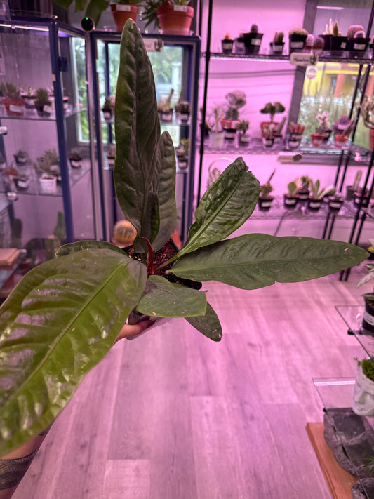 Anthurium superbum (#895486634)