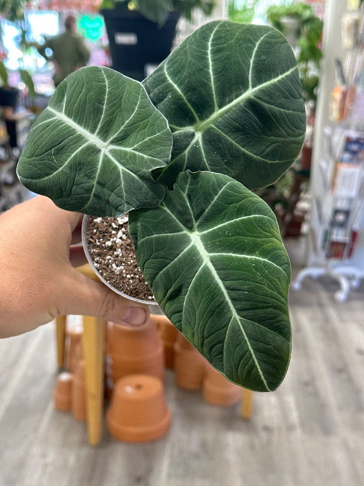 Alocasia reginula 'Black Velvet' (#124629131375)