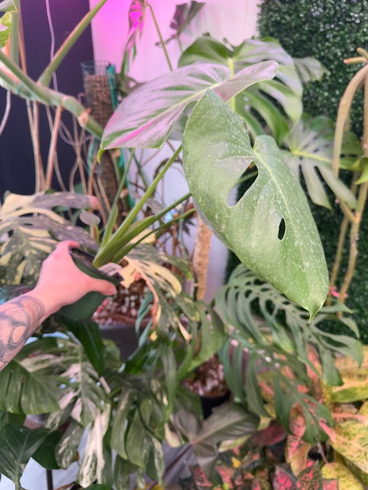 Monstera deliciosa (#653129919305)