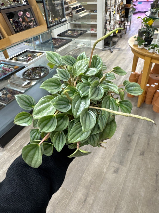 Peperomia spp. 'Napoli Nights' (#065363146705)