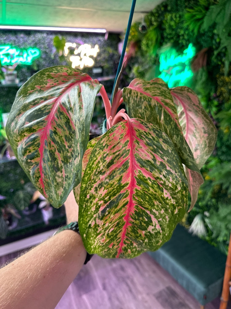 Aglaonema cv. 'Hang Heng' (#582371342673)