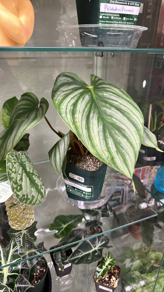 Philodendron Plowmanii [ID #98809058326]