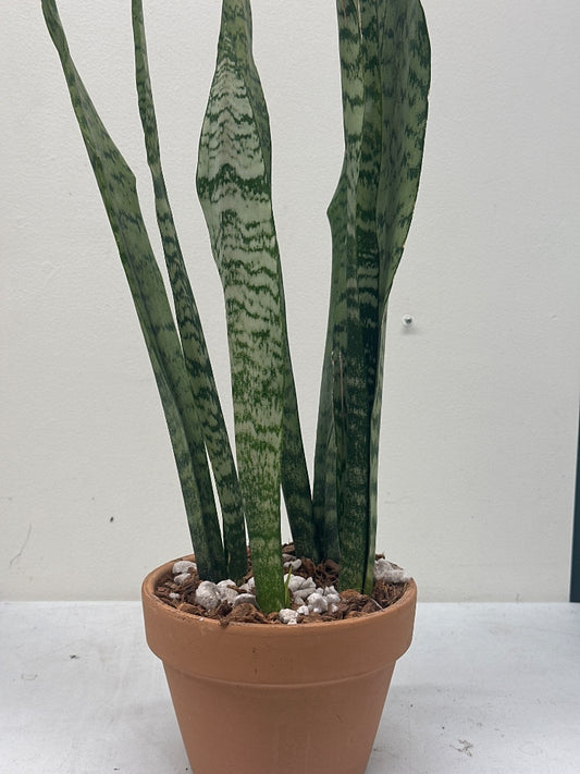 Sansevieria trifasciata 'Black Coral' (#157148491580)