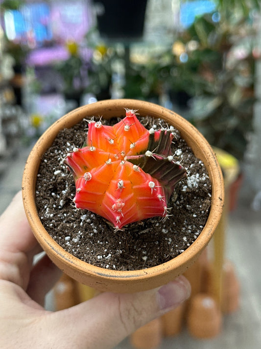 Gymnocalycium mihanovichii 'Hybrid' (#587041910066)