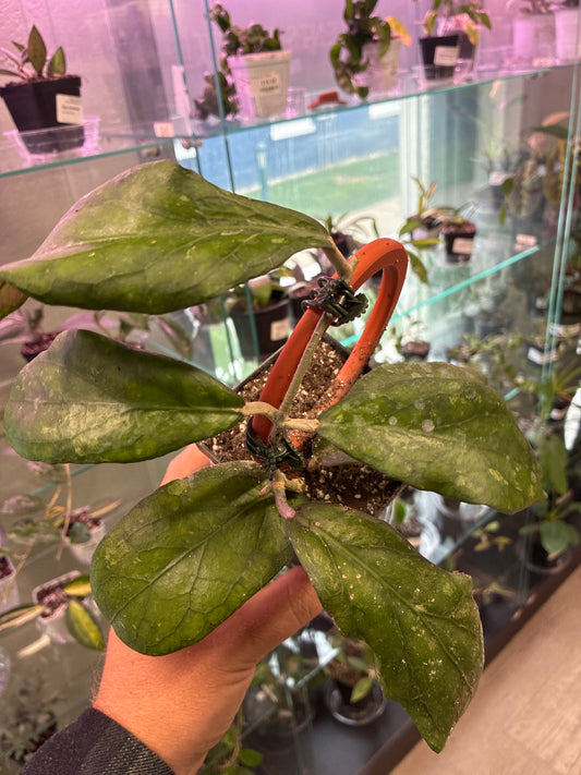 Hoya Cv. 'Swiffers Treat' (#258393570)