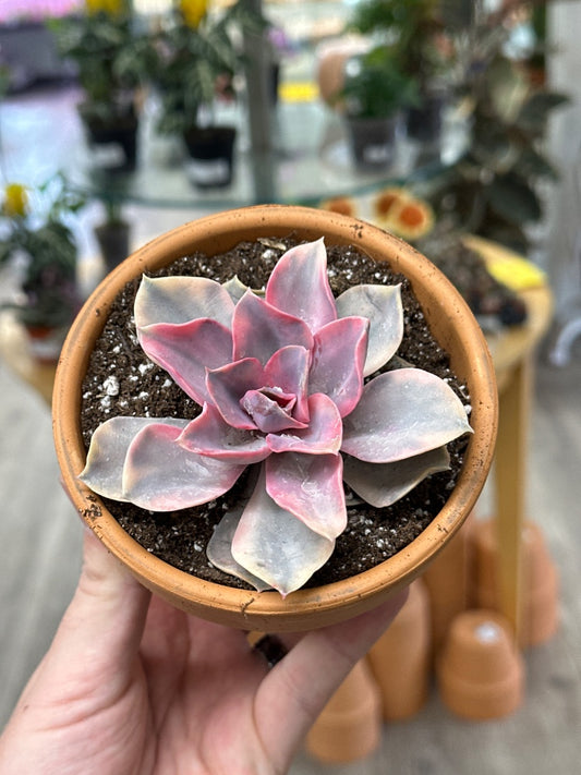 Echeveria cv. 'Rainbow' (#746273850647)