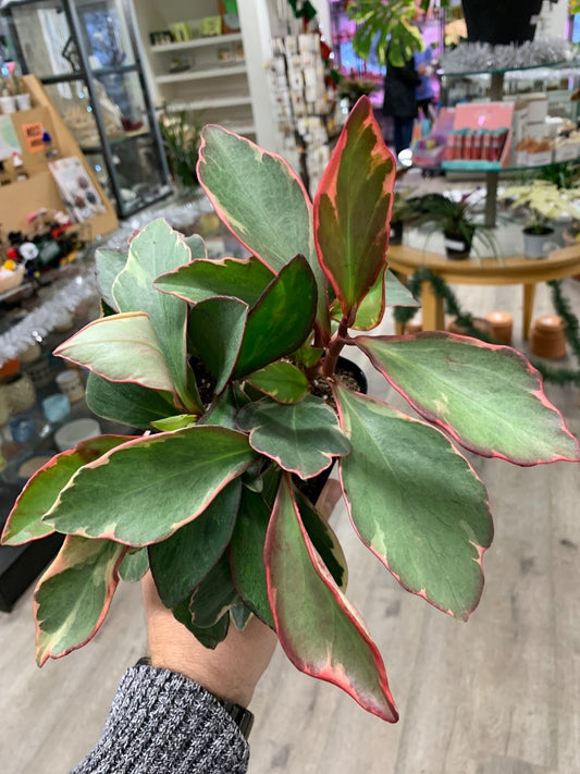 Peperomia clusiifolia 'Ginny' (#116900301394)