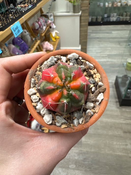 Gymnocalycium mihanovichii 'Hybrid' (#075087700395)