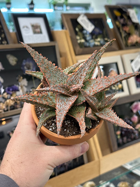 Aloe cv. 'Marmalade' (#539932441381)